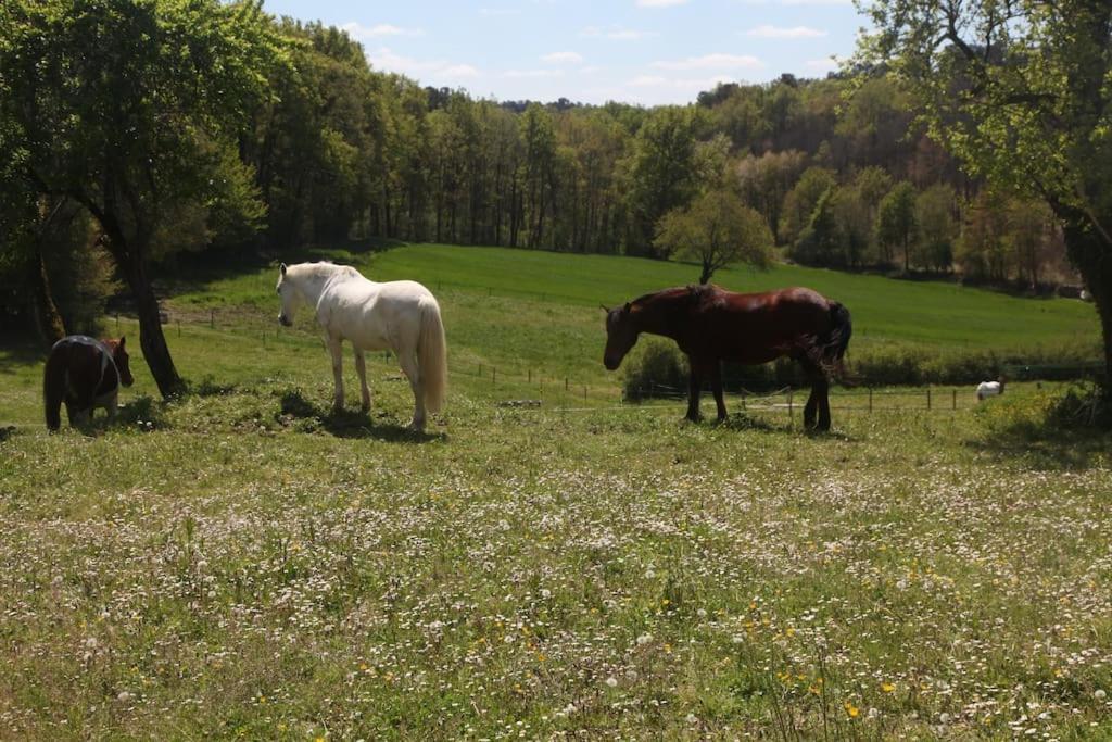 Serenite A La Ferme Equestre Lempzours 외부 사진